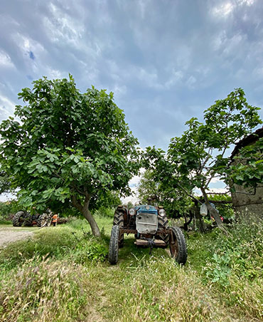 Tarla Kuşu