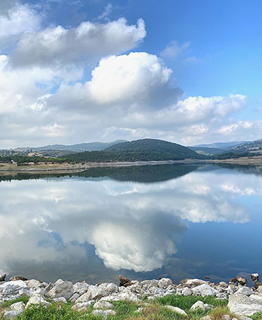 Tarla Kuşu
