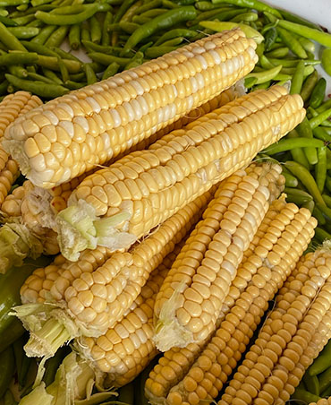 Tarla Kuşu