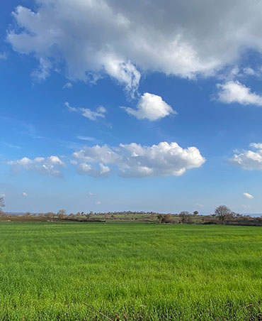 Tarla Kuşu