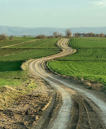 Tarla Kuşu