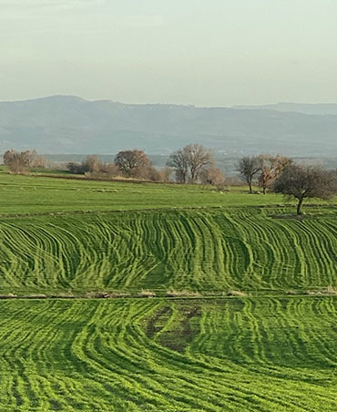 Tarla Kuşu