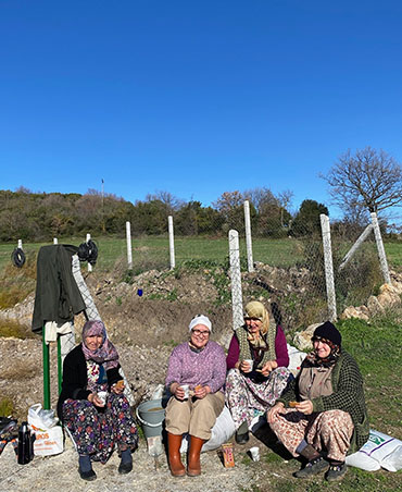 Tarla Kuşu