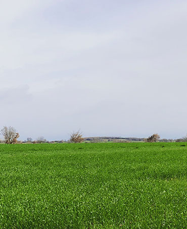 Tarla Kuşu