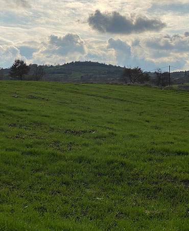 Tarla Kuşu