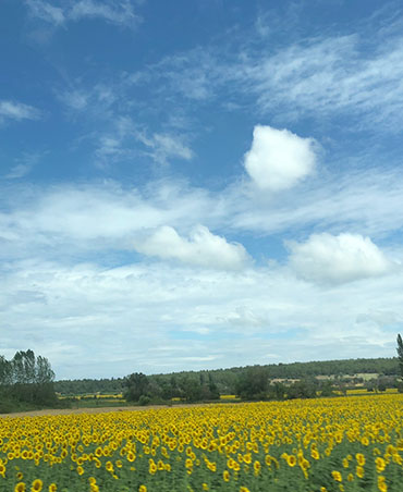 Tarla Kuşu