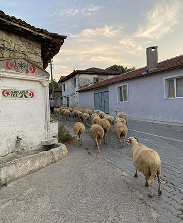 Tarla Kuşu